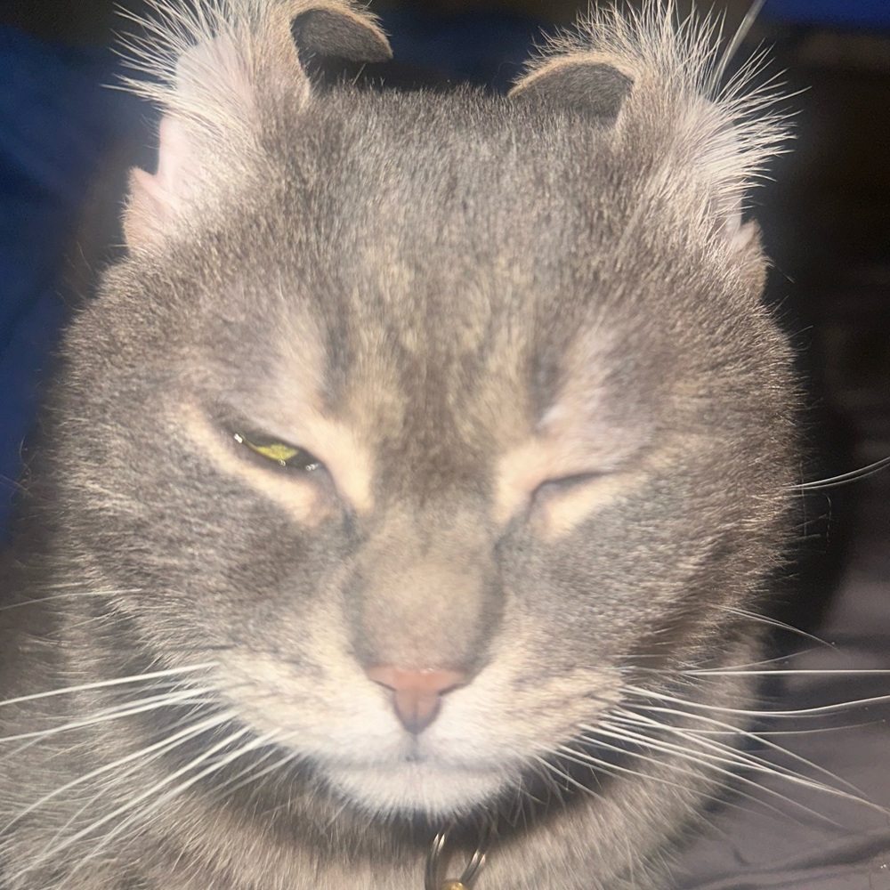Meet your Posher, Mixie